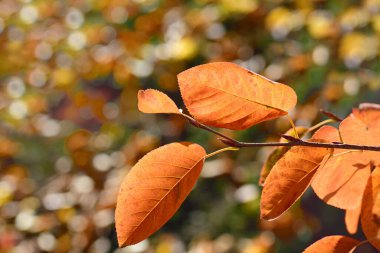 Sonbaharda, kahverengi yapraklar ışıkla parlayan renkli bir arka plana karşı bir dalda asılı kalır.