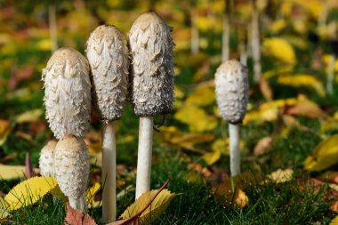 A group of mushrooms, the tintling (Coprinus comatus), grows in a meadow in autumn, with colorful leaves around them clipart