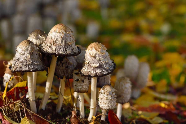 Eine Gruppe Von Pilzen Die Färbung Coprinus Comatus Wächst Herbst — Stockfoto