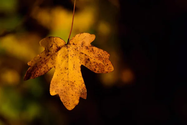 Ein Kleines Orangefarbenes Blatt Hängt Herbst Einem Ast Vor Dunklem — Stockfoto