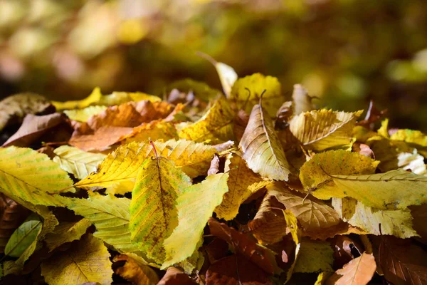Yaprak döken ağaçların renkli kuru yaprakları sonbaharda bir yığın halinde uzanır ve güneş ışığıyla aydınlatılır.
