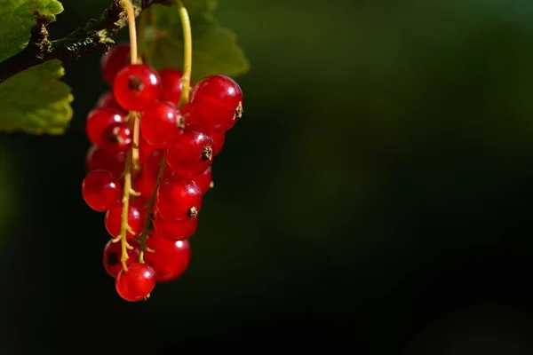 Close Groselhas Vermelhas Maduras Brilhando Sol Contra Fundo Escuro Com — Fotografia de Stock