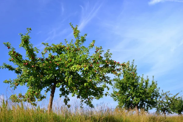 Flera Krokiga Äppelträd Står Bredvid Varandra Äng Mot Blå Himmel — Stockfoto