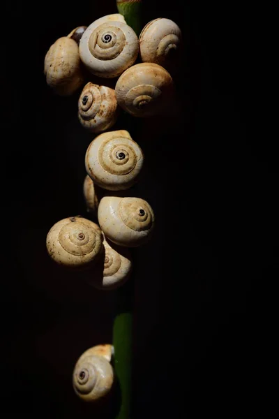 Närbild Stjälk Vilken Mot Mörk Bakgrund Flera Sniglar Med Snigel — Stockfoto