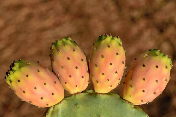 Four Ripe Prickly Pears Grow Next Each Other Prickly Pear — 스톡 사진