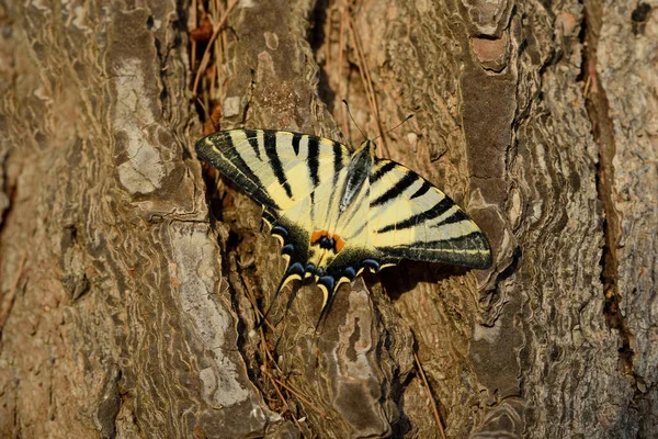 Yellow Swallowtail Sits Bark Pine Tree — Stock Photo, Image