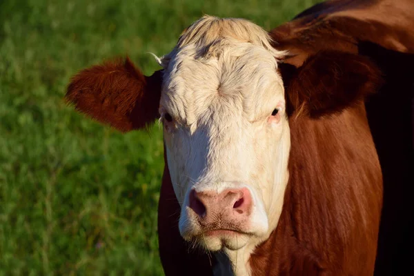 Portrait Brown White Spotted Cow Standing Outdoors Pasture — 스톡 사진