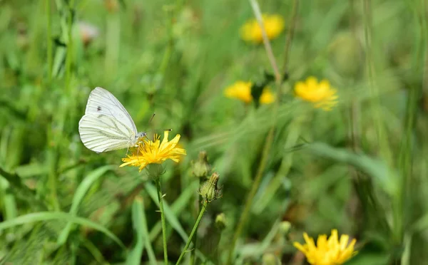 小さな白い蝶 キャベツの白い蝶は 夏に野生のタンポポのある花の牧草地に座っています — ストック写真