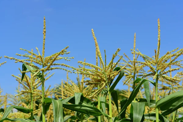 Blommande Majsfält Sommaren Mot Blå Himmel Naturen — Stockfoto