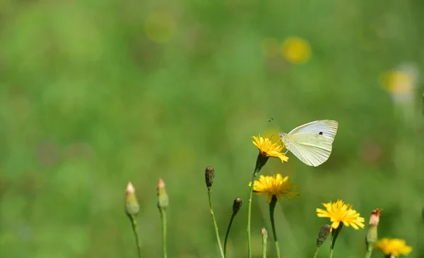 Egy Fehér Pillangó Egy Káposzta Fehér Pillangó Réten Vadvirágokkal Nyáron — Stock Fotó
