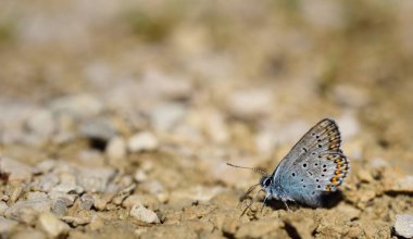 Küçük mavi bir kelebek, mavi bir kelebek, yerde oturuyor, küçük taşlar arasında ve dinleniyor.