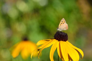 Yazın küçük bir kelebek, mavi bir kelebek, sarı bir çiçeğin üzerine oturur, bir Rudbeckia fulgida, ve nektar arar