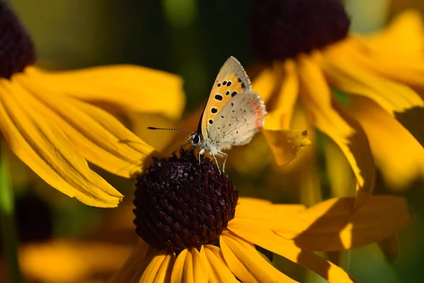 Estate Una Piccola Farfalla Blu Siede Fiore Giallo Una Rudbeckia — Foto Stock