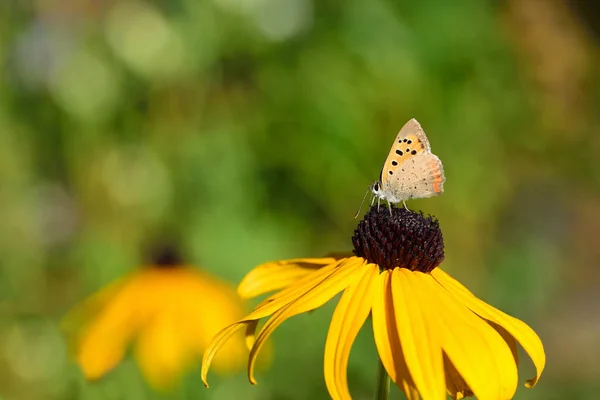 Verão Uma Pequena Borboleta Azul Senta Uma Flor Amarela Uma — Fotografia de Stock