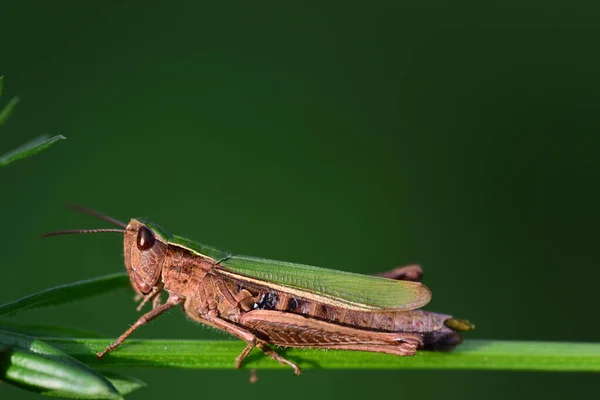 Detail Malého Zeleného Kobylky Sedícího Stonku Před Zeleným Pozadím — Stock fotografie