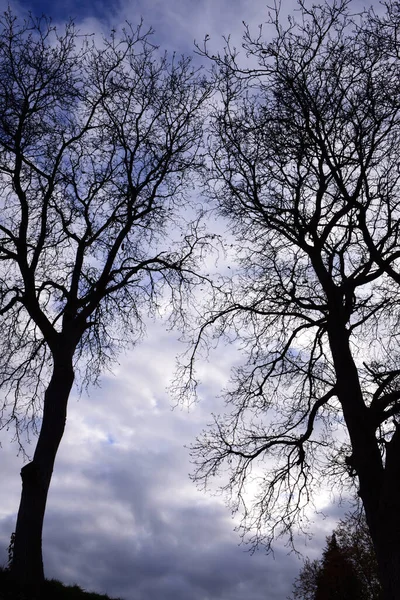 Zwei Hohe Kahle Laubbäume Stehen Sich Vor Dunklen Wolken Gegenüber — Stockfoto