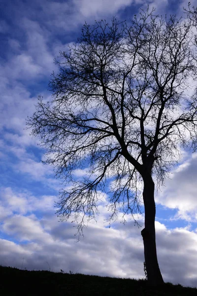 Ένα Γυμνό Φυλλοβόλο Δέντρο Στέκεται Μια Πλαγιά Μπροστά Από Ένα — Φωτογραφία Αρχείου