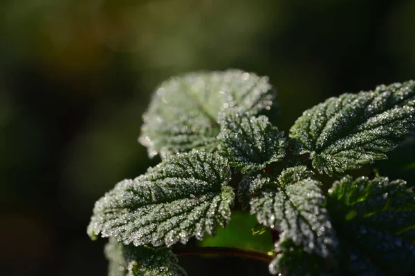 Close Nettle Leaves Covered Ice Crystals Morning Green Background — Stock Photo, Image