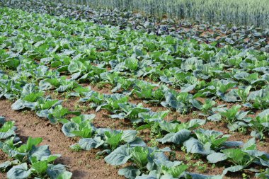 Baharda, genç yeşil lahana bitkileri bir sebze tarlasında kahverengi toprakta yetişir.