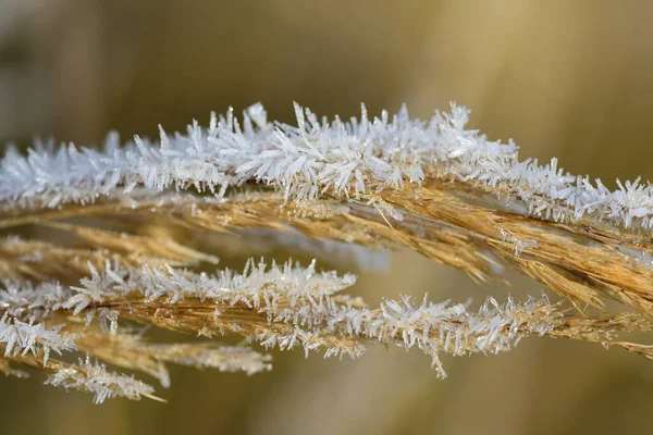 Närbild Ett Vilt Veteöra Med Vita Kristaller Från Frost Hösten — Stockfoto