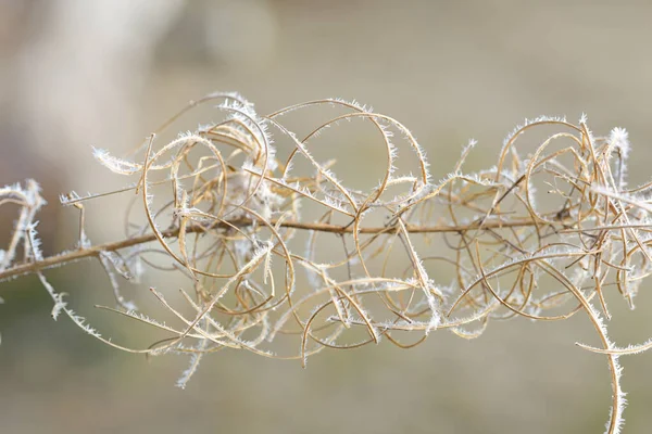 Primo Piano Erba Arida Arricciatura Intorno Ramo Spine Coperto Cristalli — Foto Stock