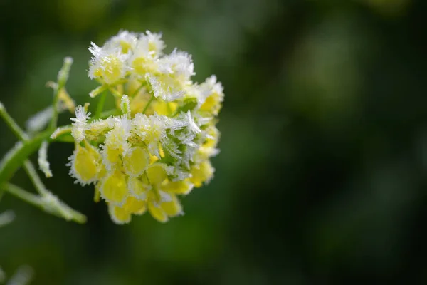 Close Yellow Rapeseed Blossom Covered Frost Ice Cold Green Background — Stock Photo, Image