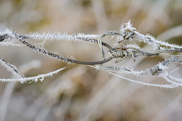 Ett Staket Taggtråd Täckt Med Frost Mot Ljus Bakgrund Naturen — Stockfoto