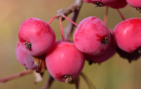 Κοντινό Πλάνο Κόκκινων Διακοσμητικών Μήλων Που Κρέμονται Από Ένα Κλαδί — Φωτογραφία Αρχείου