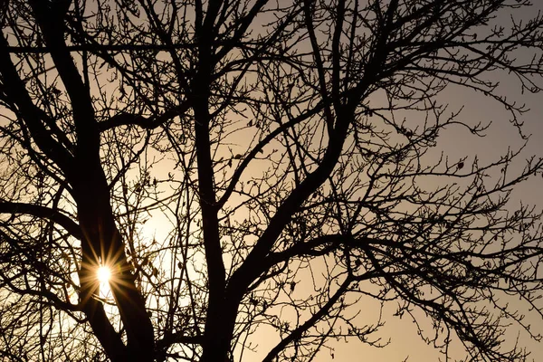 Close Bare Treetop Deciduous Tree Sunrise Sun Star — Stock Photo, Image