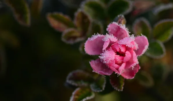 Small Wild Pink Rose Blooms Bush Covered Ice Crystals Winter — Stock Photo, Image