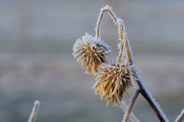 Winter Eine Nahaufnahme Eines Trockenen Samens Bedeckt Mit Raureif Und — Stockfoto