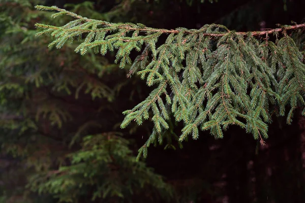 Wald Hängt Ein Ast Einer Fichte Vor Den Bäumen Und — Stockfoto