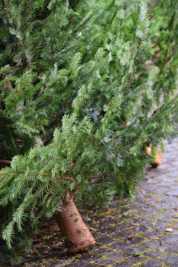 Noel 'den sonra toplanmak üzere kaldırım taşlarına yerleştirilen kullanılmış Noel ağaçlarının ayrıntıları