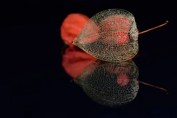 Nahaufnahme Des Rahmens Einer Chinesischen Laternenblume Mit Einer Beere Der — Stockfoto