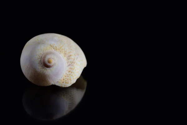 Une Coquille Escargot Blanc Est Réfléchie Sur Fond Sombre Avec — Photo