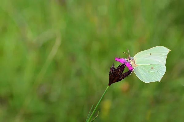Egy Kis Sárga Kénköves Pillangó Egy Kis Rét Virág Ellen — Stock Fotó