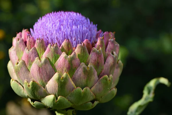 Çiçekli bir enginarın yakınında, açık havada, yeşil bir arka planda.