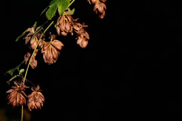 Vor Dunklem Hintergrund Wächst Ein Zweig Mit Verblichenem Braunen Hopfen — Stockfoto