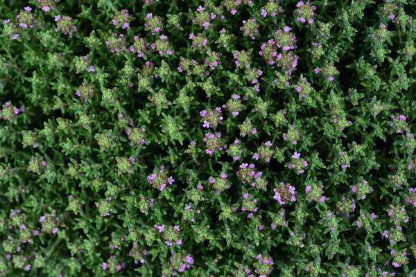 Background Close Blooming Oregano Green Leaves Small Pink Flowers — Stock Photo, Image