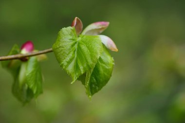 Genç yeşil yapraklar baharda bir daldan filizlenir ve yağmurdan dolayı hala nemlidir, yeşil bir zemine karşı.
