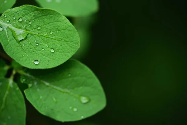 Delikatne Młode Zielone Liście Wyrastają Wiosną Gałęzi Nadal Wilgotne Deszczu — Zdjęcie stockowe
