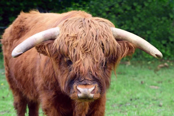 Ganado Escocés Escocés Peludo Galloway Mira Cómodamente Cámara Encuentra Pastizal — Foto de Stock