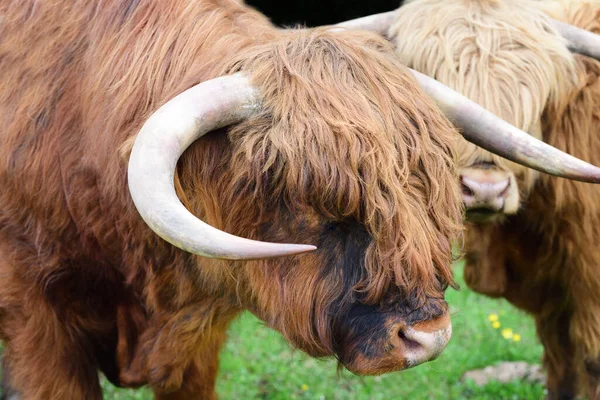 로웨이 소라고 스코틀랜드의 고지대의 마리가 목초지에 — 스톡 사진