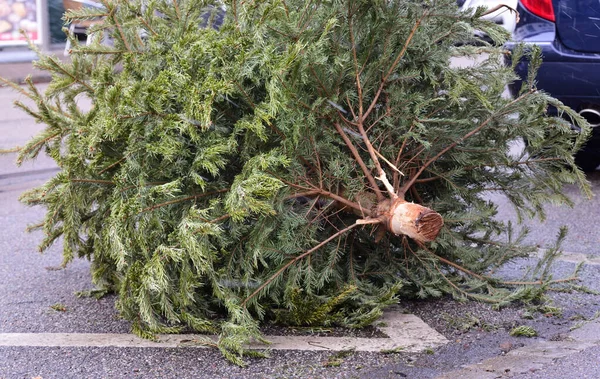 Augsburg, Almanya 08 / 01 / 2021. Noel 'den sonra, yolun kenarında kullanılmış bir Noel ağacı var. Kamyonet servisi tarafından alınmak üzere.