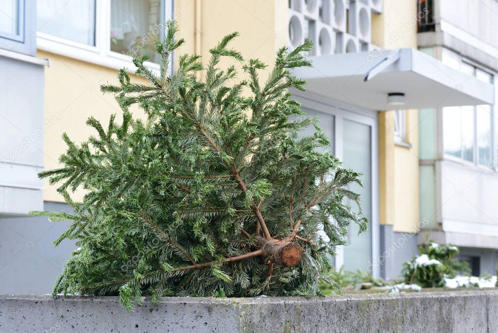 In winter, after Christmas, a discarded Christmas tree lies in front of a residential building on the street