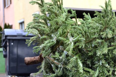 Kışın, Noel 'den sonra, bir evin önünde atılmış bir Noel ağacı ve caddede bir çöp kutusu var.