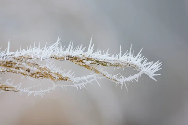 Thin Branch Covered White Ice Crystals Have Frozen Winter Light — Stock Photo, Image