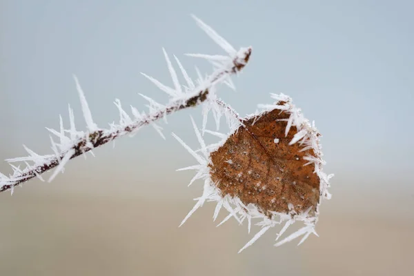 一片干枯的老叶挂在一根细枝上 上面覆盖着霜冻 — 图库照片