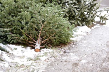 Yılbaşından sonra Almanya 'da birçok kullanılmış Noel ağacı yol kenarında karla kaplıdır.