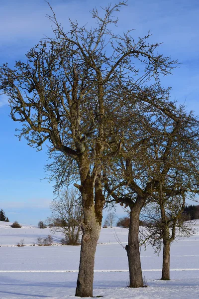 Hiver Trois Feuillus Nus Dressent Dans Neige Contre Ciel Bleu — Photo